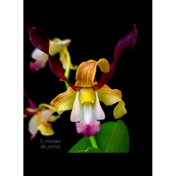 Tanaman Hias Anggrek Dendrobium D. michiko dd_orchid