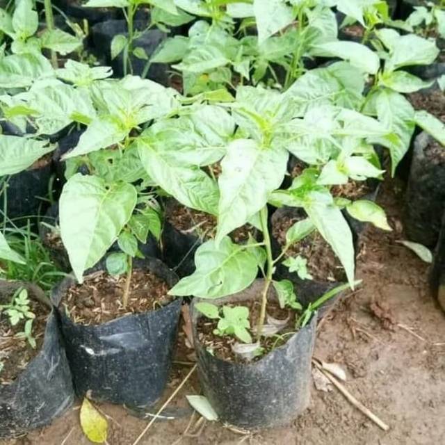Tanaman cabai rawit setan / pohon cabe cabe rawit