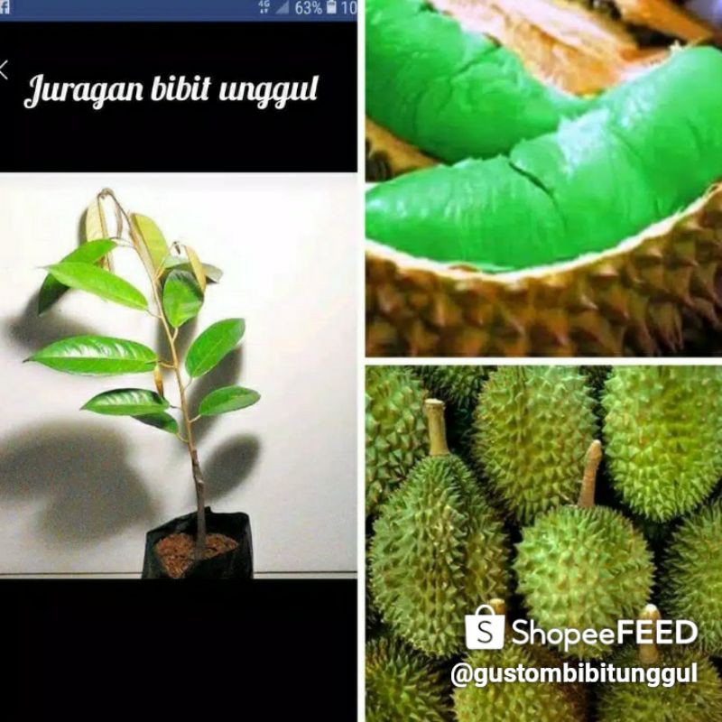 bibit durian montong hijau