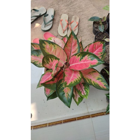 aglonema Kocin Red Kocin