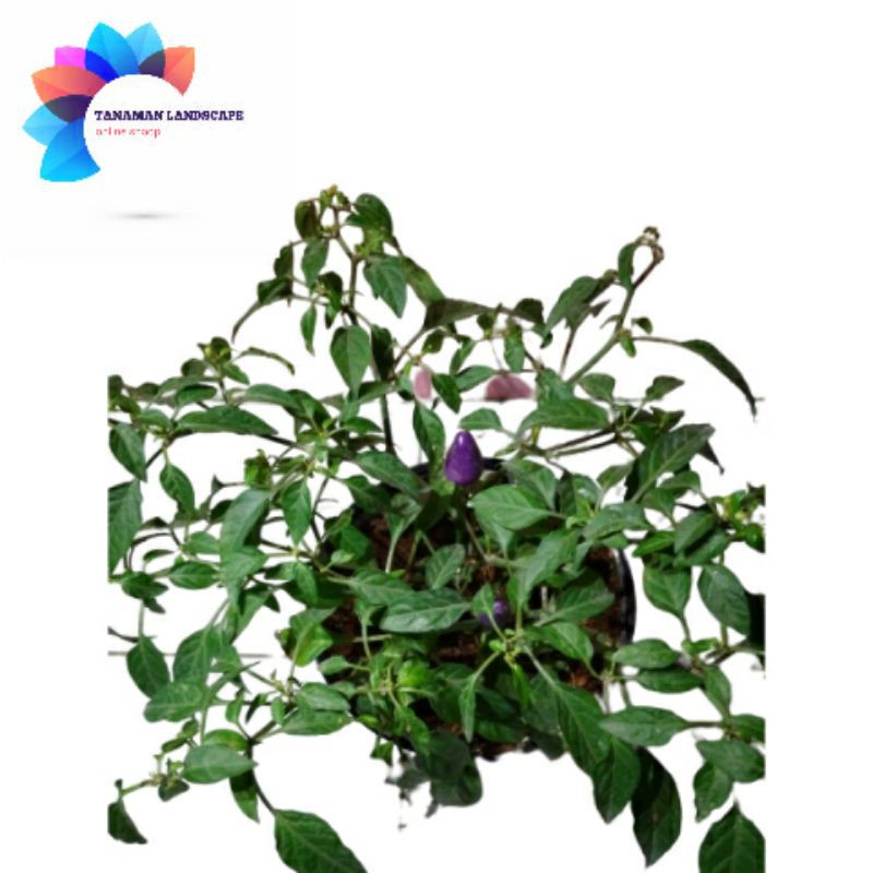 tanaman hias cabai rawit ungu