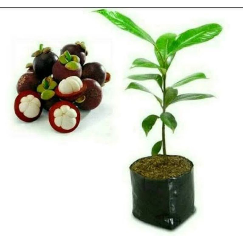 bibit pohon buah manggis/tanaman pohon manggis