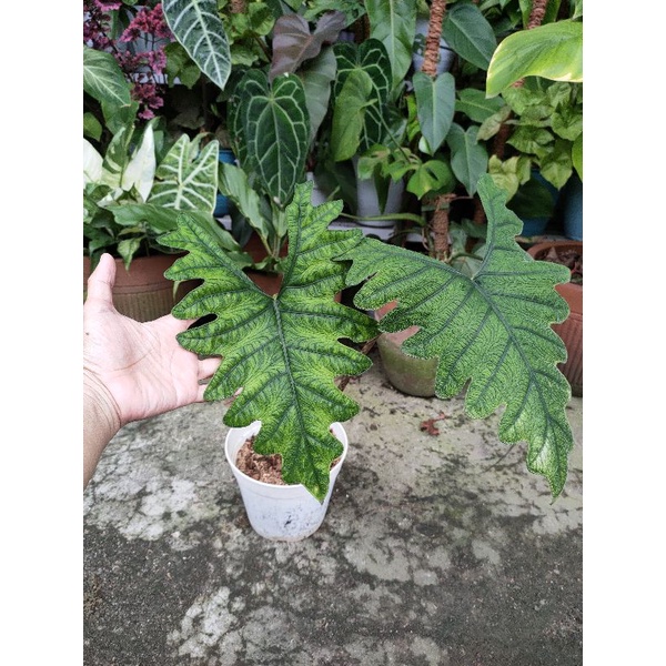 Alocasia Jacklyn (real pic)
