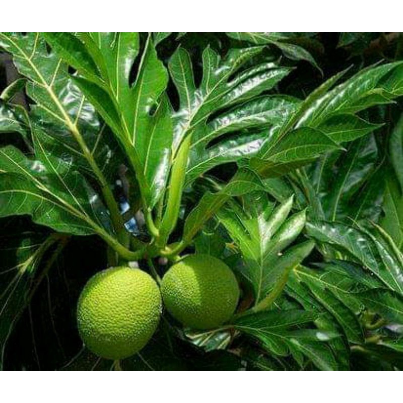 

DAUN sukun segar freesh. order, baru petik kirim