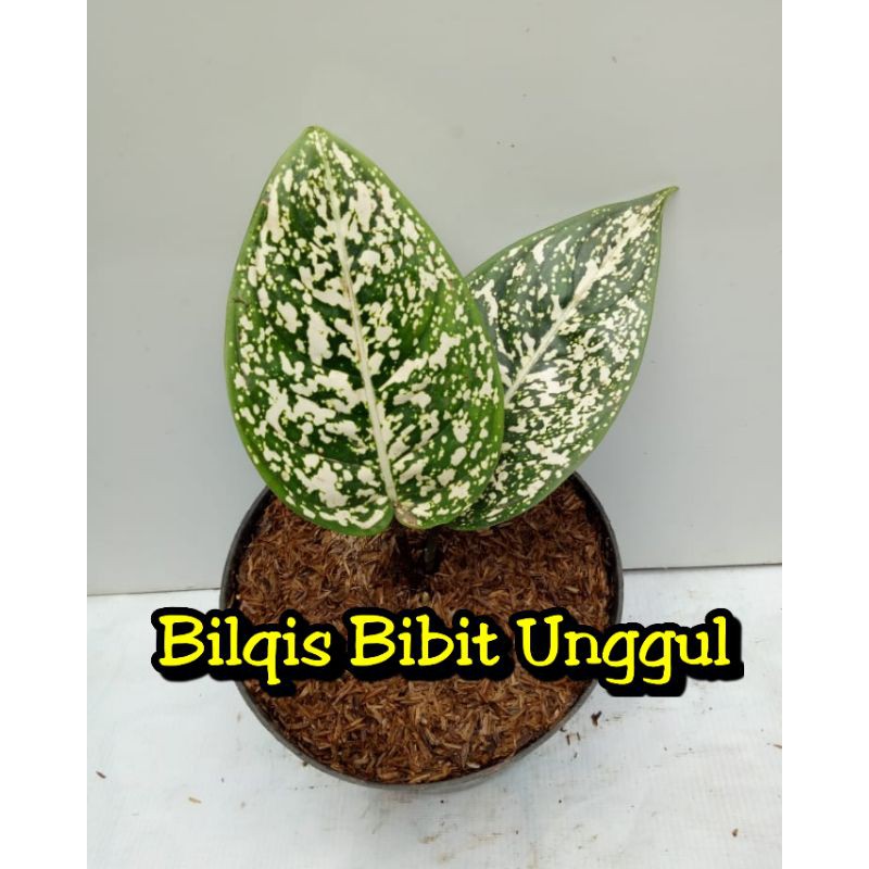 bunga aglonema big leaf_bunga aglonema big leaf super