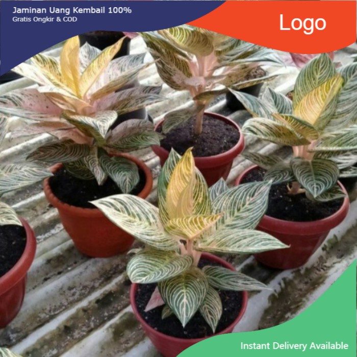 NEW!! Bonggol Tanaman Hias Aglonema Golden Hope|bonggol Aglonema golden hope