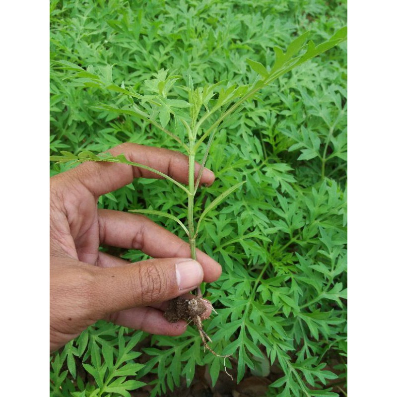 Kenikir bibit pohon kenikir