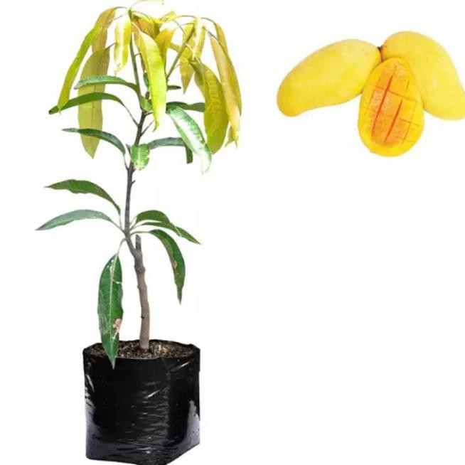 NEW ASLI BIBIT BUAH MANGGA CHOKANAN #_#