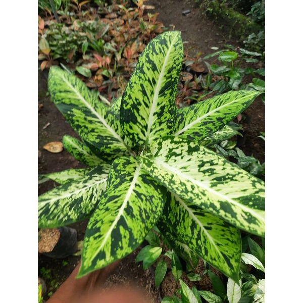 tanaman hias diven candi - ciangmai - bunga diven braziliaa