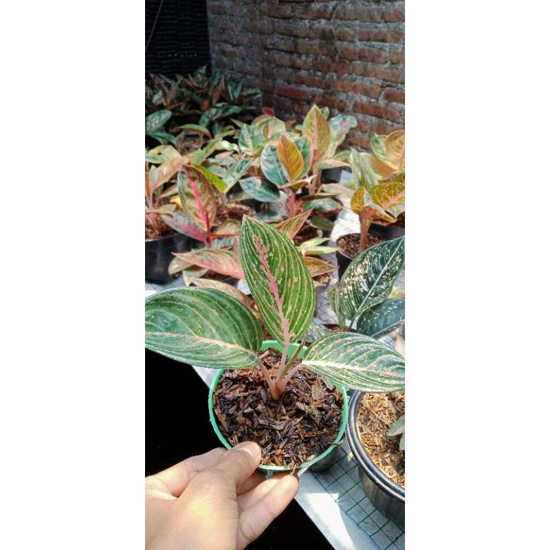 aglonema JT 2000 cantik