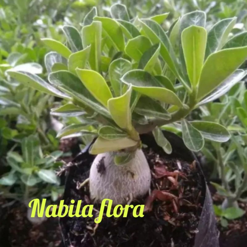 Tanaman hias kamboja adenium pink rose