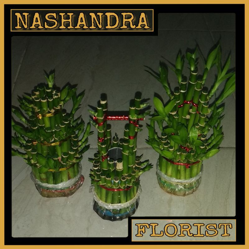 Paling Murah Tanaman Hias Bambu Rejeki Mini 3 Susun AjKLGpjf1BVl9m