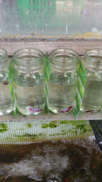 Toples Plastik Kue/permen Uk. 2 Liter