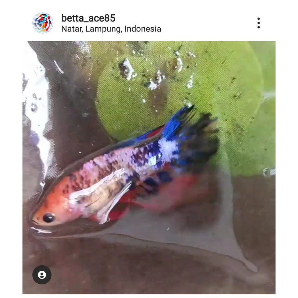 Ikan Cupang - Female Halfmoon (Nemo Candy)