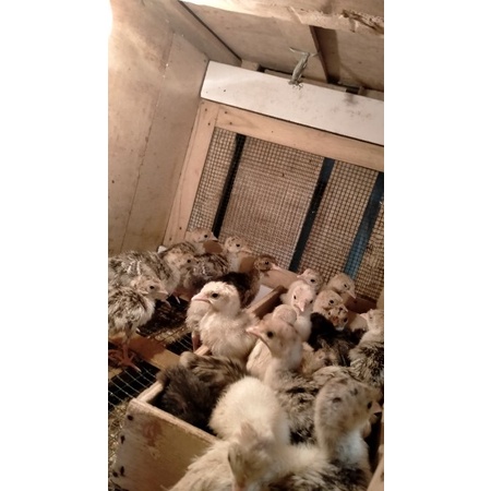 Kalkun Anakan - Anakan Kalkun.