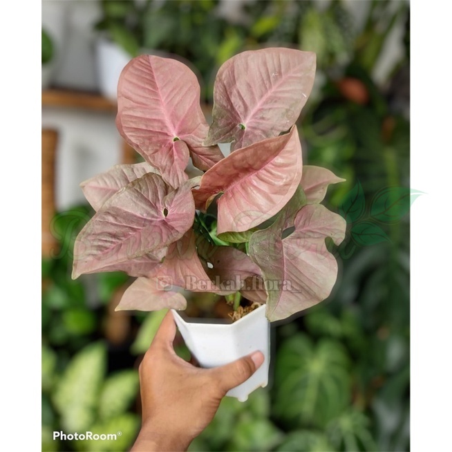 tanaman hias syngonium pink- syngonium pink-tanaman hidup-bunga hidup-tanaman hias hidup-tanaman ind