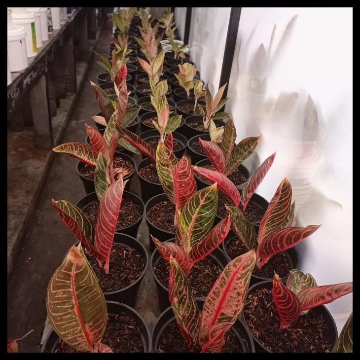 Aglaonema Red Sumatra | Pride Of Sumatra | Pos | Anak 2-3 Daun New