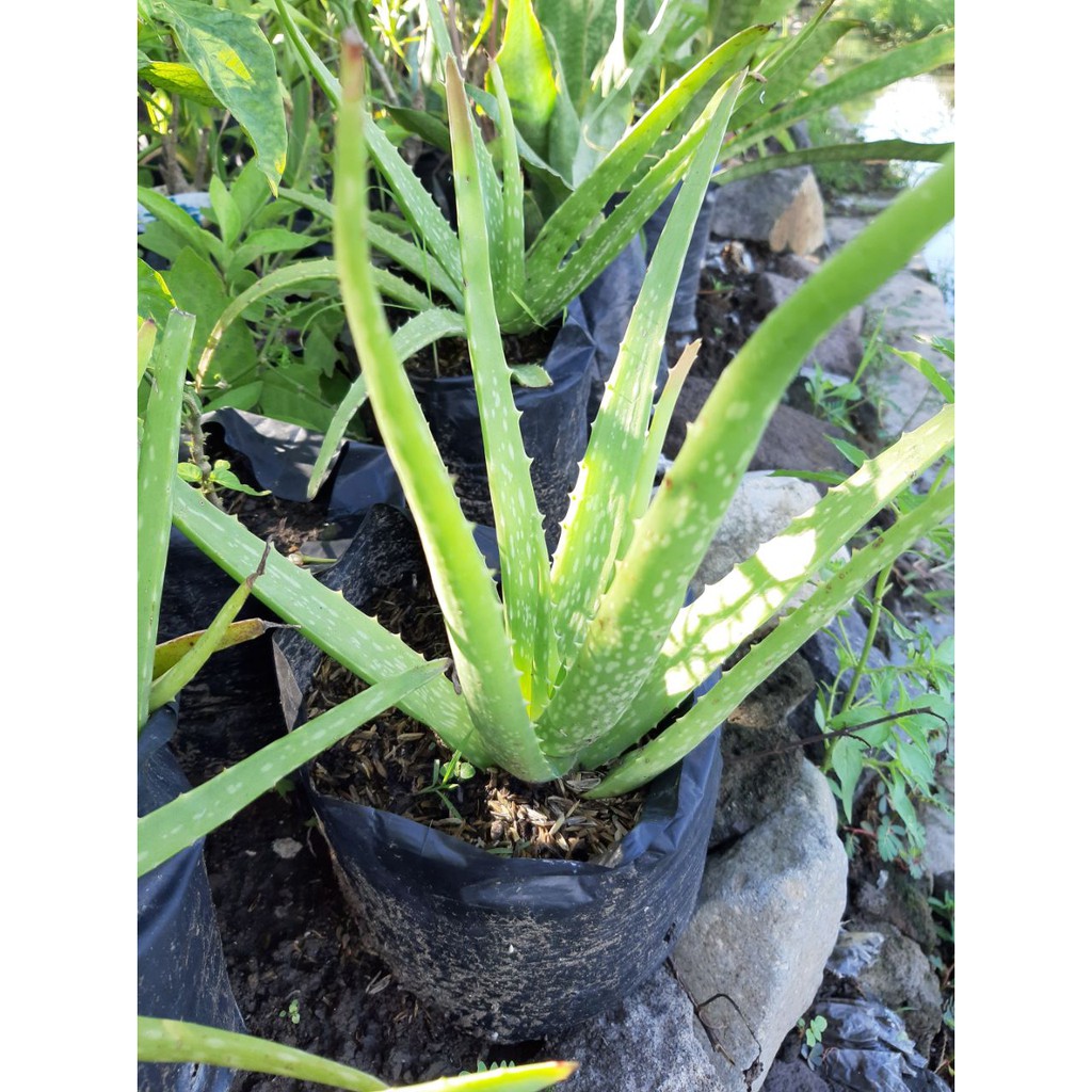 Bibit Lidah Buaya Jumbo /Aloevera Pontianak