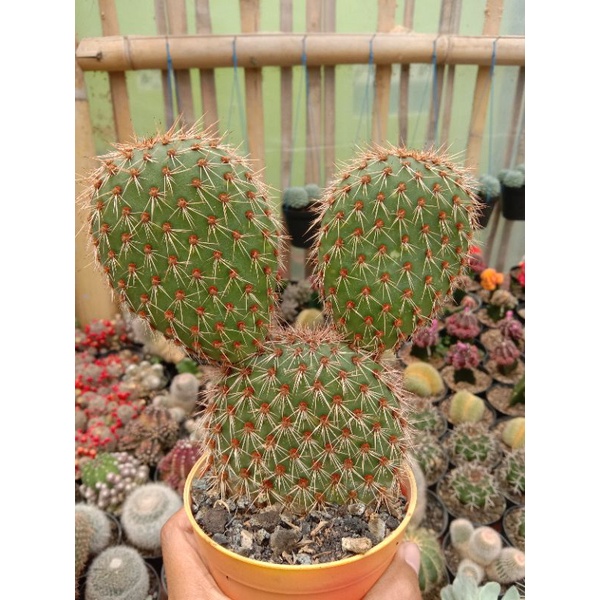 kaktus opuntia pycnantha bentuk Mickey mouse