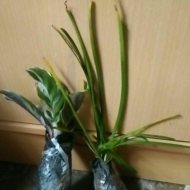 Tanaman Hias Calathea Fusion - Maranta Tisu- Meranti Kapas