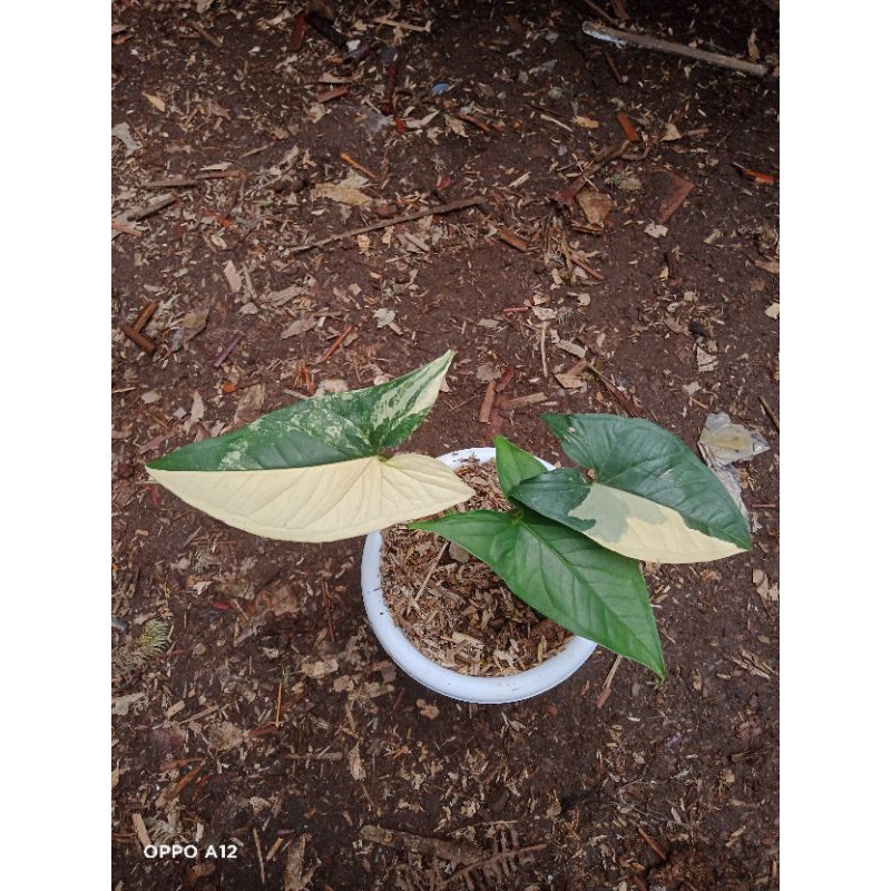 syngonium yellow variegated