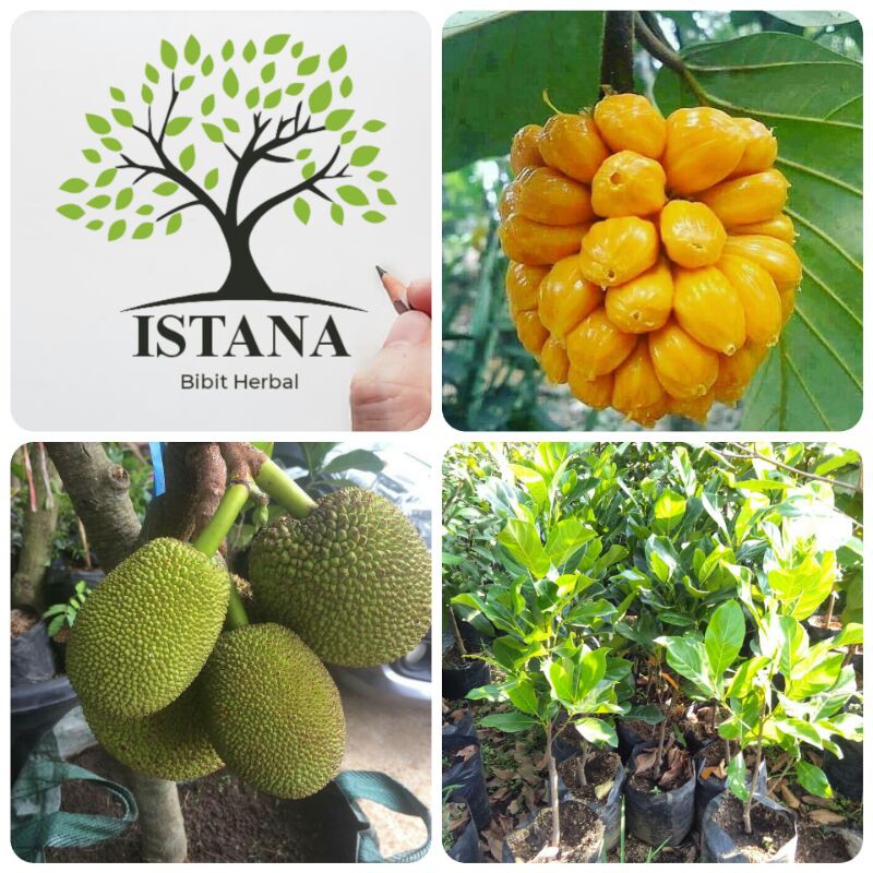 Bibit Tanaman Nangka Mini bibit pohon nangka mini bibit nangka