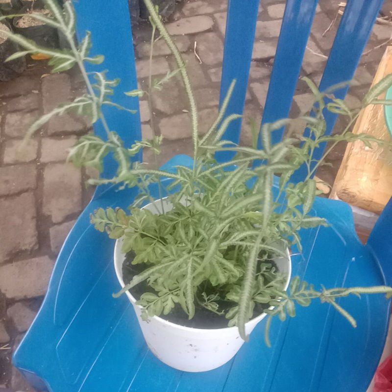 tanaman hias paku pteris parigata