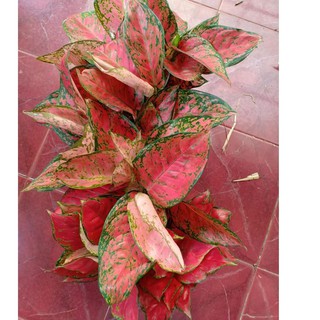 Q 393 BIG  APPLE  Tanaman Hias Aglaonema  Aglonema 9068 