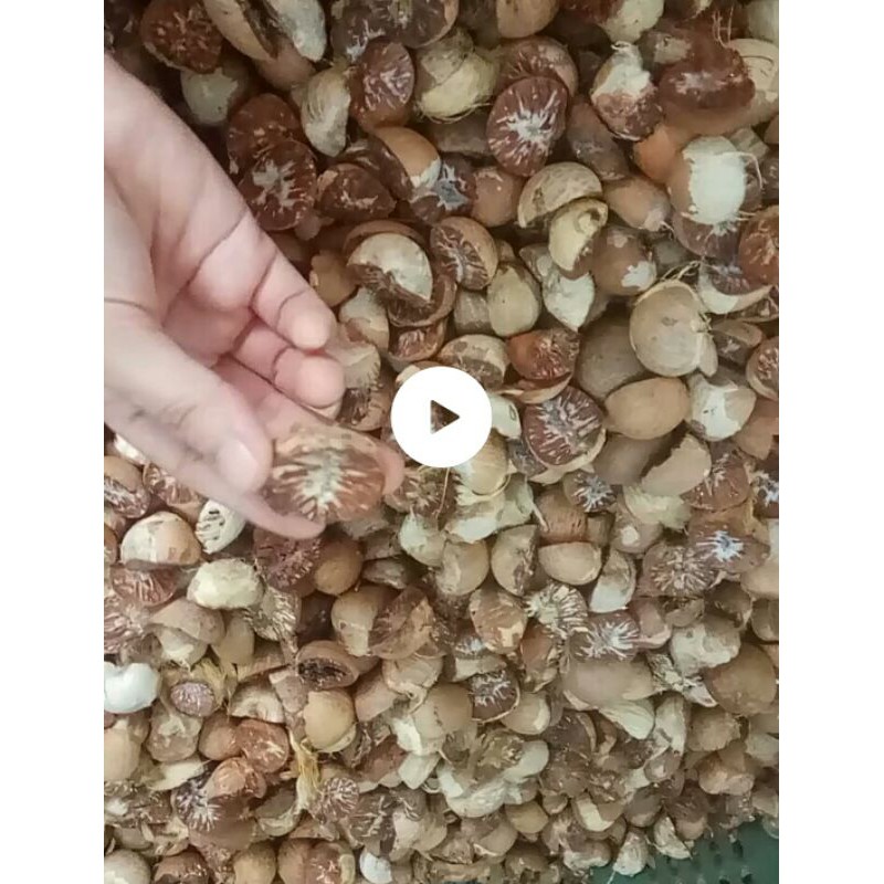 BUAH PINANG/JAMBE KERING