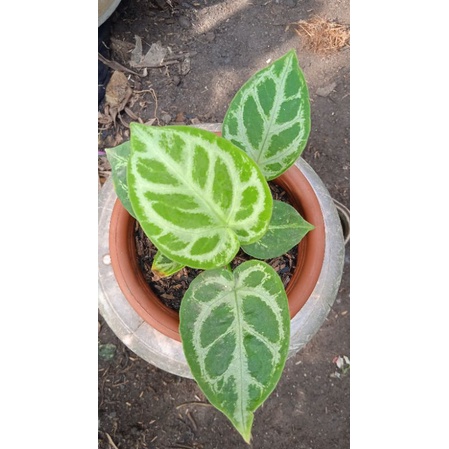 bunga kuping gajah dorayaki silver blas remaja