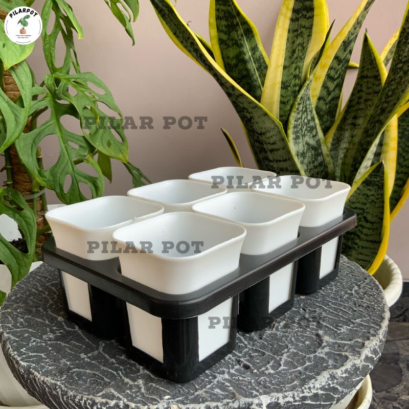 1 set Tray + POT BUNGA NKT KOTAK 7 CM PUTIH | tray semai bibit