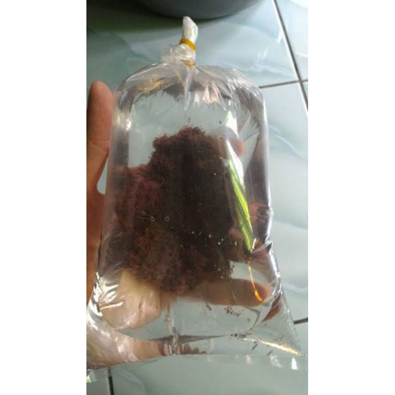 cacing sutra pakan ikan hias kemasan kecil