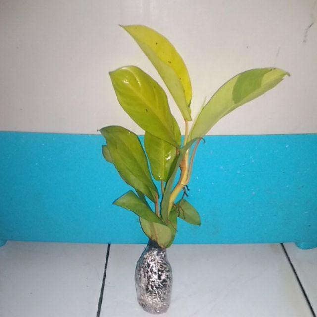 Tanaman Sirih Gading Centong /pohon Sirih Gading Centong /sirih Gading Daun Besar