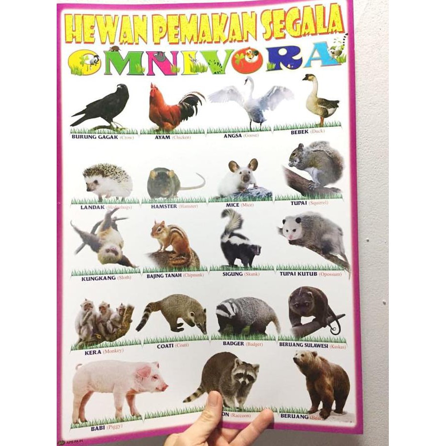 Jual Mainan Poster Edukasi Hewan Omnivora Pemakan Segala Termurah