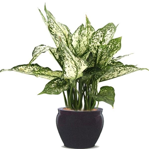 aglonema snow white termurah /Bunga Hidup Murah - Tanaman Hidup