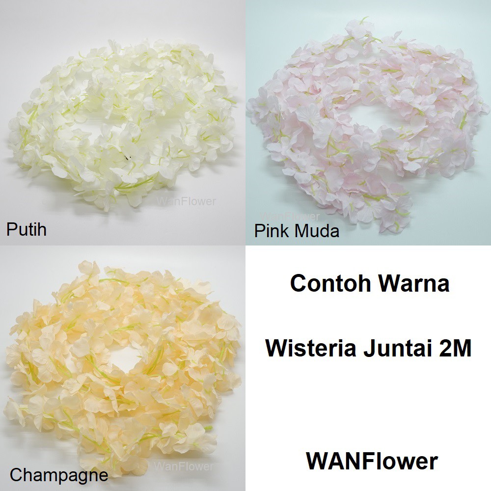 WANFlower Bunga Juntai Wisteria 2M * CHAMPAGNE MUDA