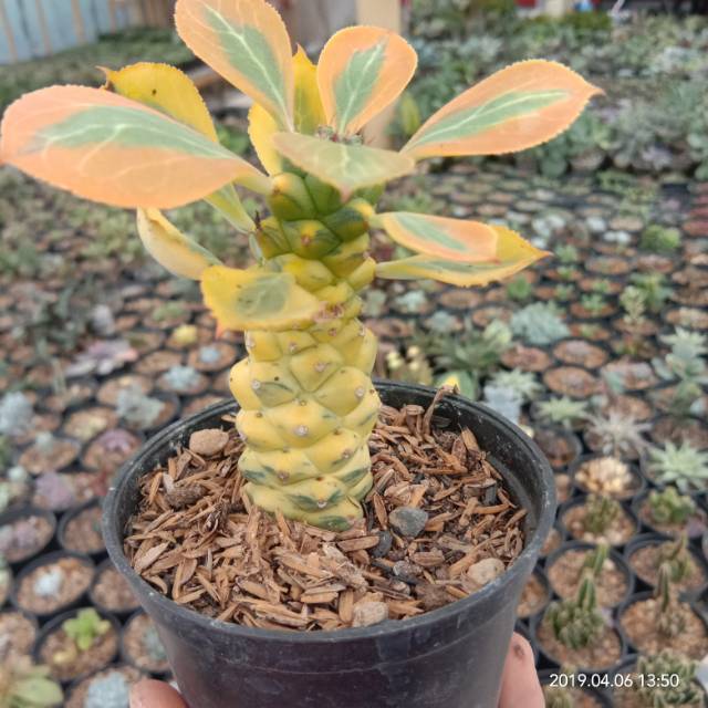 Kaktus Sukulen Monadenium variegata