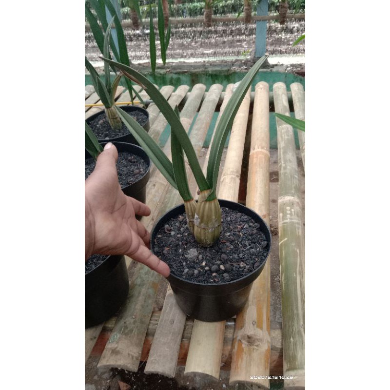 Eulophia petersii alias Anggrek Gurun