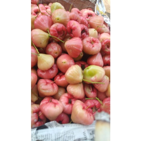 

jambu air