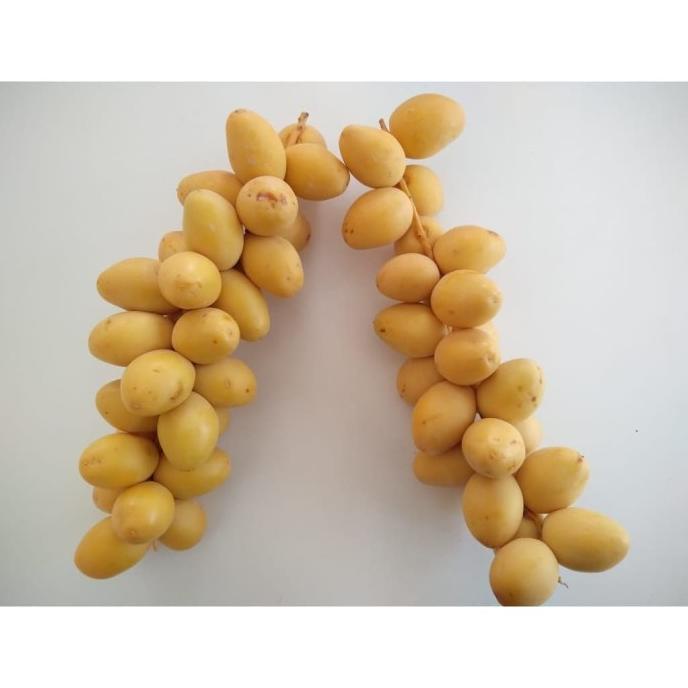 

:>:>:>:>] Kurma Muda Kuning