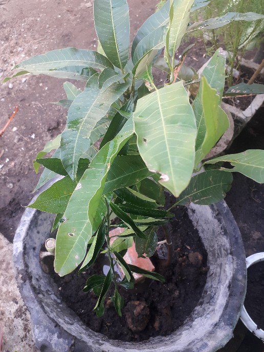 Bibit Buah Mangga Chokanan