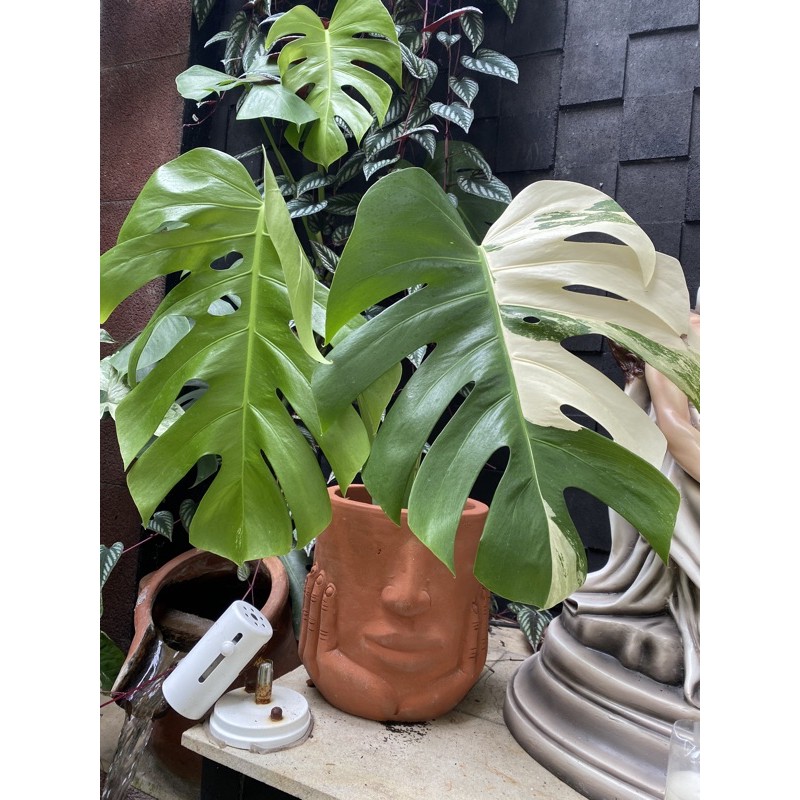 monstera variegata king