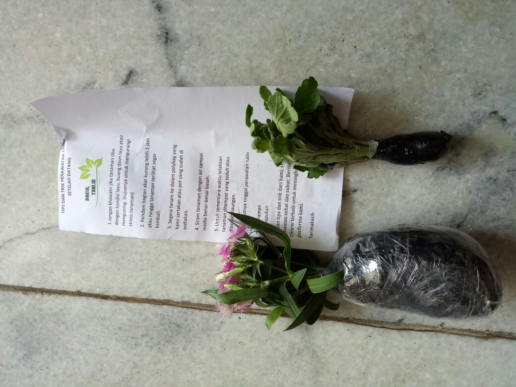 Tanaman Hias Dianthus Atau Anyelir 3 Warna
