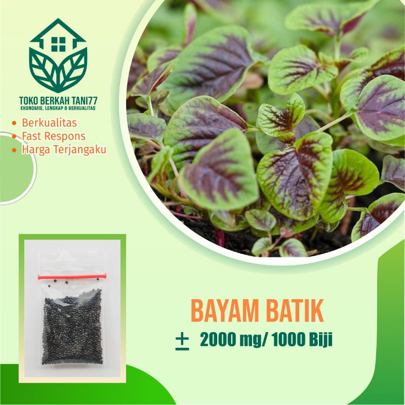 BENIH SAYURAN UNGGUL TERLENGKAP TERJANGKAU BIBIT KUBIS TOMAT SAWI TERONG CABE BUNCIS BAYAM KANGKUNG-Bayam batik