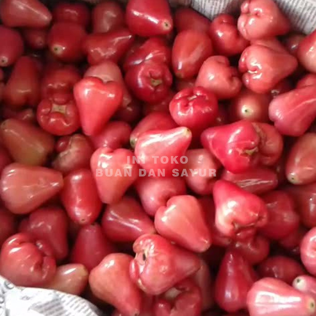 

JAMBU AIR MERAH FRESH MURAH!