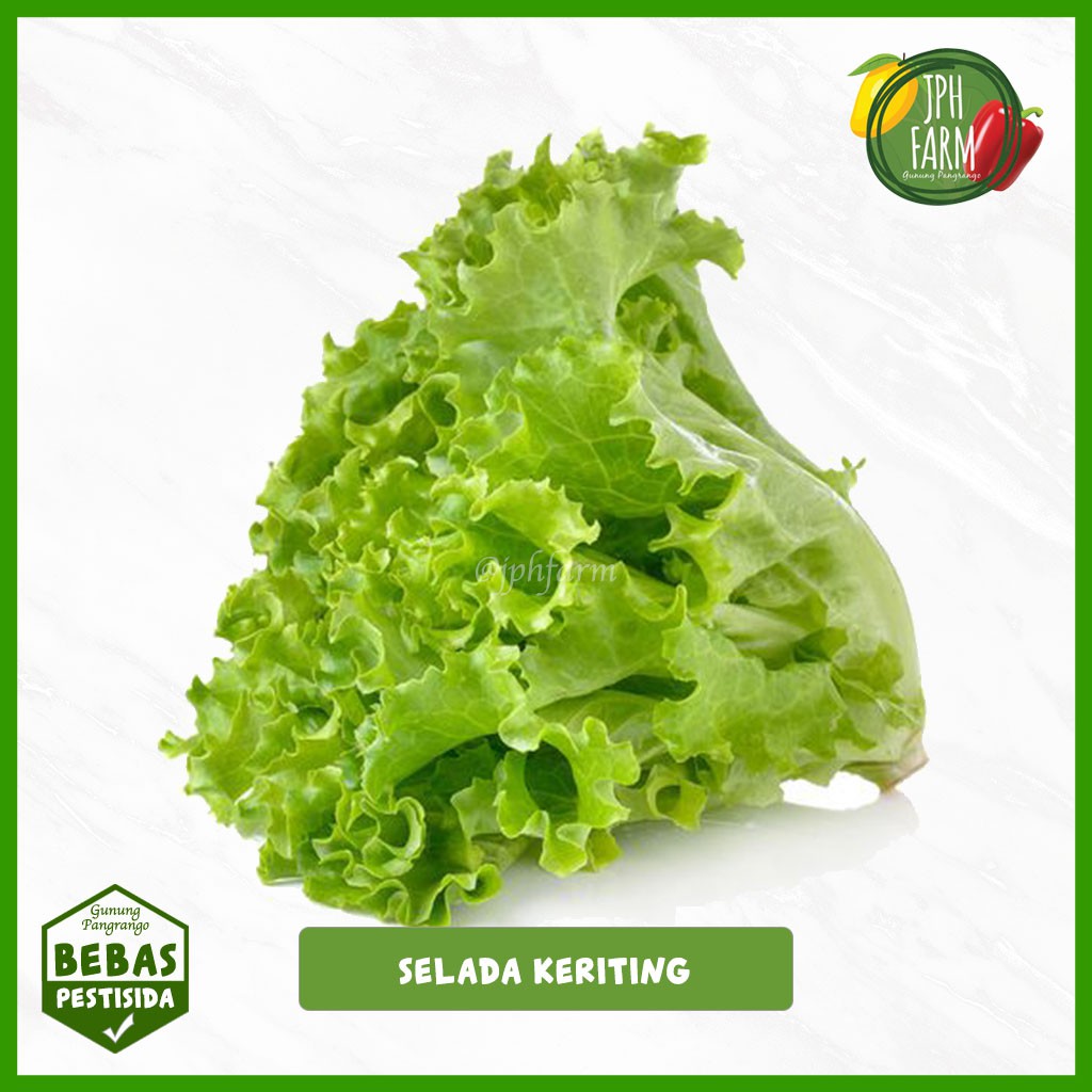 

Selada Keriting Non Pestisida, Lettuce, Selada Salad 200g