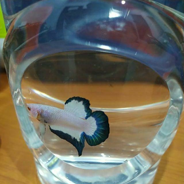 

Ikan cupang blue bear