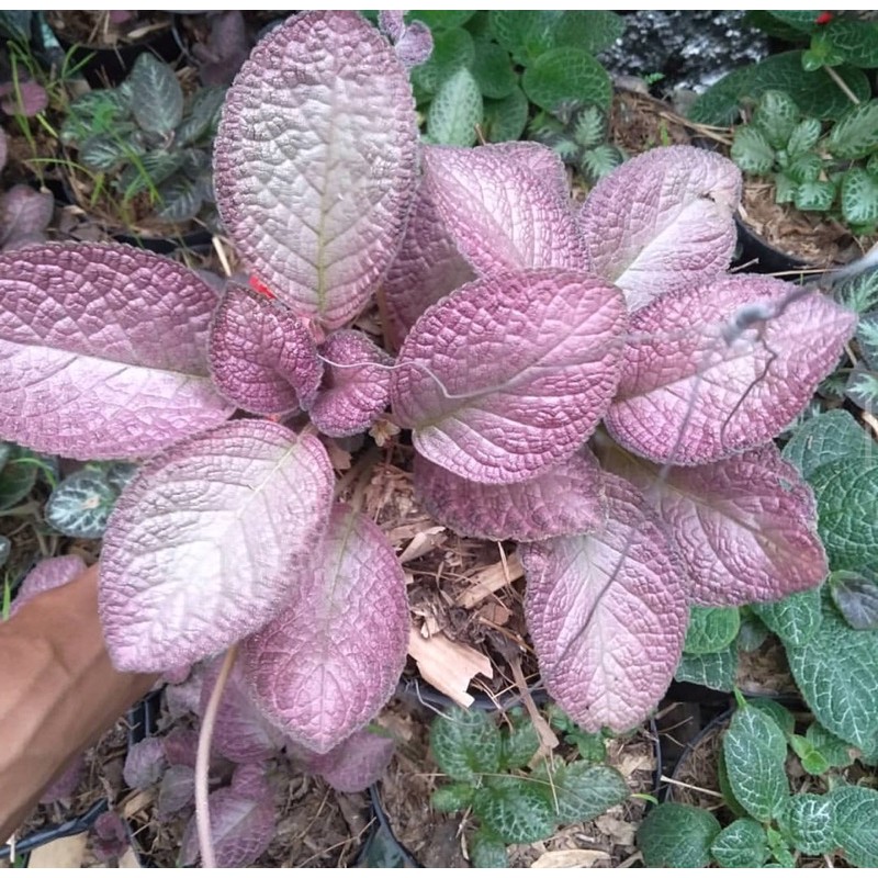 Tanaman hidup episcia merah - bludeu merah-tanaman hidup-bunga hidup murah-tanaman hias hidup-tanama