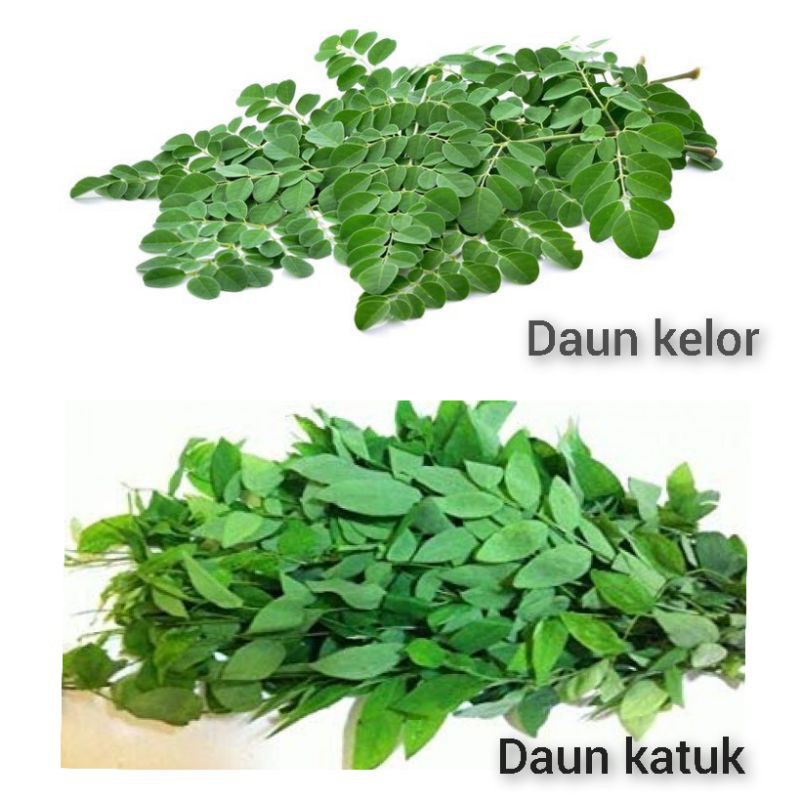 Jual Daun Kelor Segar Daun Katuk Segar 1 Ikat Shopee Indonesia 1715