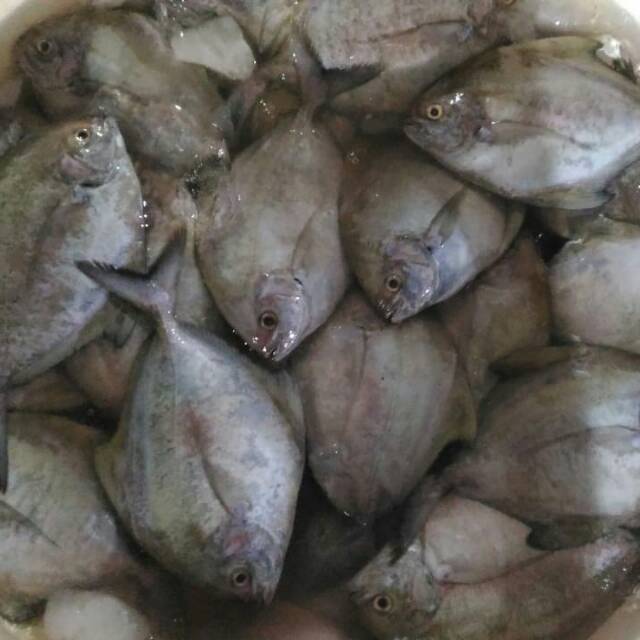 

Bawal laut segar
